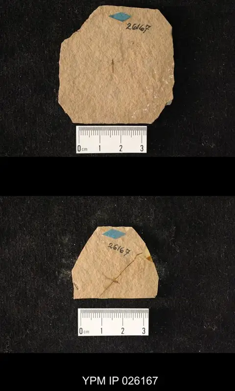 Dokumentasi YPM IP 026167 dengan identifikasi pada sumber Dicranomyia rhodolitha. Isi dan label gambar dipertahankan.