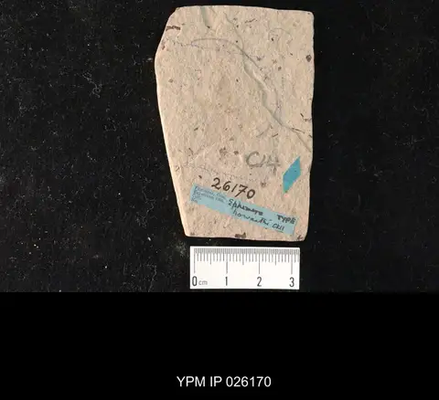 Dokumentasi YPM IP 026170 dengan identifikasi pada sumber Ephemera howarthi. Isi dan label gambar dipertahankan.