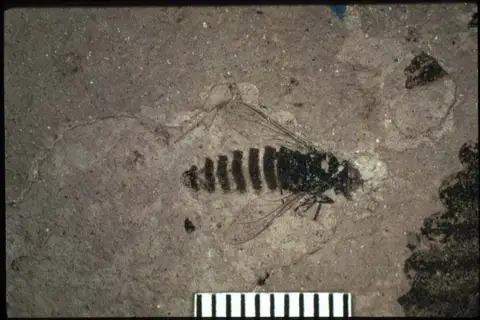 Dokumentasi YPM IP 000102 dengan identifikasi pada sumber Alepidophora pealei. Isi dan label gambar dipertahankan.