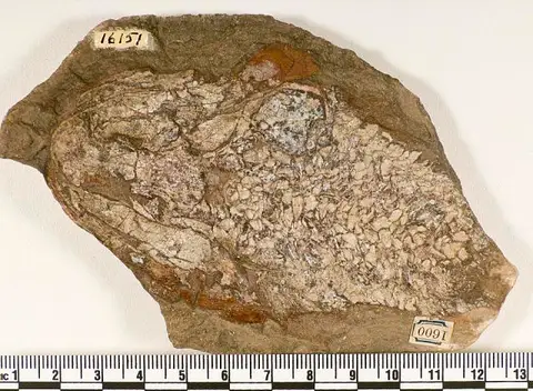 Dokumentasi USNM V16151 dengan identifikasi pada sumber Osteolepis macrolepidotus. Isi dan label gambar dipertahankan.