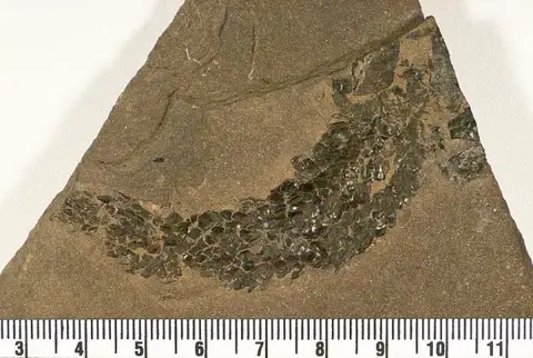 Dokumentasi USNM V4956 dengan identifikasi pada sumber Osteolepis microlepidotus. Isi dan label gambar dipertahankan.