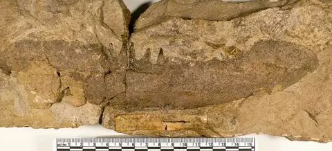 Dokumentasi USNM PAL323027 dengan identifikasi pada sumber Onychodus sigmoides. Isi dan label gambar dipertahankan.