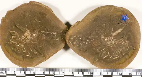 Dokumentasi USNM V4383 dengan identifikasi pada sumber Coelacanthus elegans. Isi dan label gambar dipertahankan.