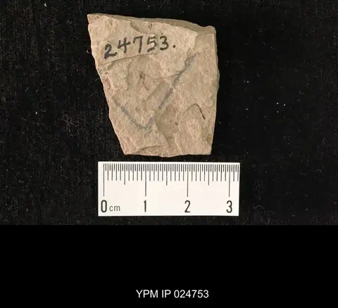 Dokumentasi YPM IP 024753 dengan identifikasi pada sumber Mycomya cockerelli. Isi dan label gambar dipertahankan.