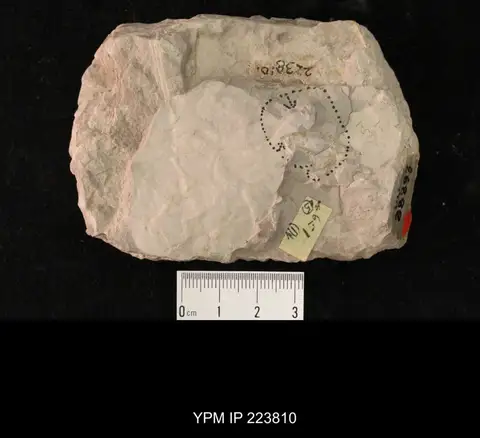 Dokumentasi YPM IP 223810 dengan identifikasi pada sumber Cotradechites lithinus. Isi dan label gambar dipertahankan.