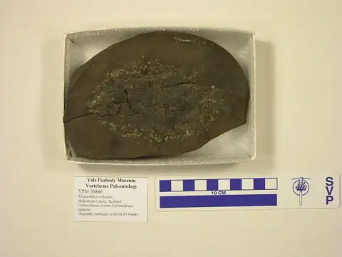 Dokumentasi YPM VP 056846 dengan identifikasi pada sumber Elonichthys robisoni. Isi dan label gambar dipertahankan.