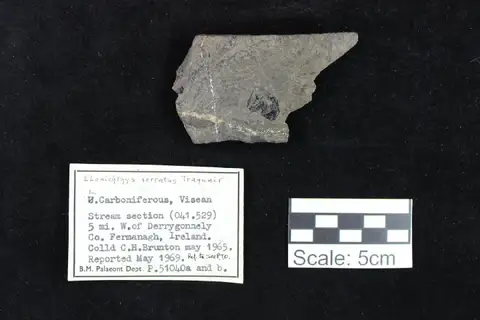 Dokumentasi PV P 51040 a dengan identifikasi pada sumber Elonichthys serratus. Isi dan label gambar dipertahankan.