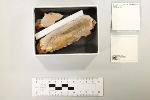 Dokumentasi PV OR 25791 dengan identifikasi pada sumber Pachyrhizodus basalis. Isi dan label gambar dipertahankan.