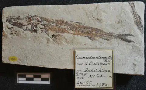 Dokumentasi PV OR 44831 dengan identifikasi pada sumber Spaniodon elongatus. Isi dan label gambar dipertahankan.
