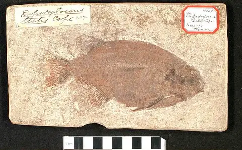 Dokumentasi USNM V4007 dengan identifikasi pada sumber Dapedoglossus testis. Isi dan label gambar dipertahankan.