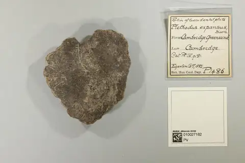 Dokumentasi PV P 1486 dengan identifikasi pada sumber Plethodus expansus. Isi dan label gambar dipertahankan.
