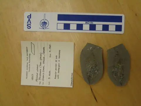 Dokumentasi YPM VP 004827 dengan identifikasi pada sumber Mallotus villosus. Isi dan label gambar dipertahankan.