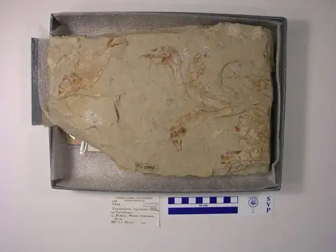 Dokumentasi YPM VP 002903 dengan identifikasi pada sumber Enchelurus syriacus. Isi dan label gambar dipertahankan.