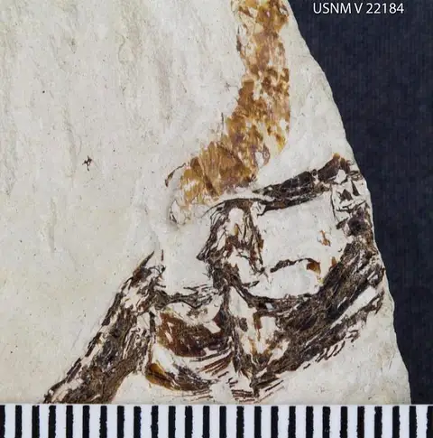 Dokumentasi USNM V22184 dengan identifikasi pada sumber Benthesikyme gracilis. Isi dan label gambar dipertahankan.