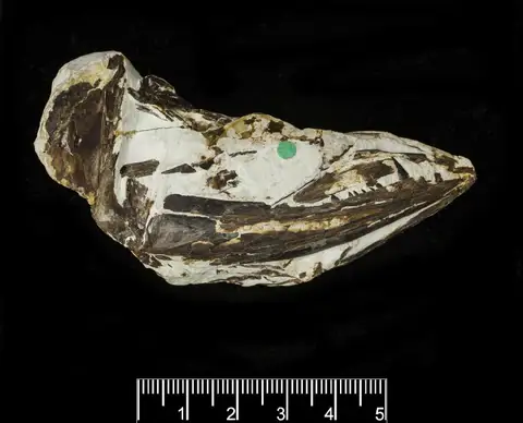 Dokumentasi PV OR 49821 dengan identifikasi pada sumber Apateodus striatus. Isi dan label gambar dipertahankan.