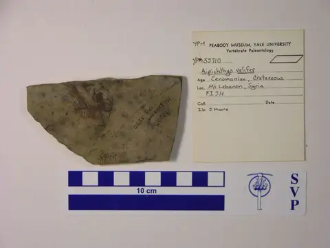 Dokumentasi YPM VP 055710 dengan identifikasi pada sumber Aipichthys velifer. Isi dan label gambar dipertahankan.