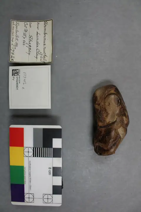Dokumentasi PV P 1742 e dengan identifikasi pada sumber Scombrinus nuchalis. Isi dan label gambar dipertahankan.