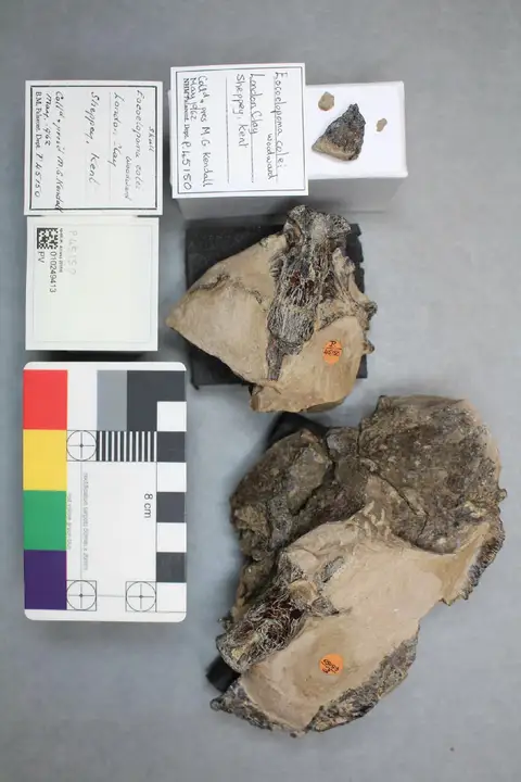 Dokumentasi PV P 45150 dengan identifikasi pada sumber Eocoelopoma colei. Isi dan label gambar dipertahankan.