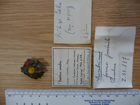 Dokumentasi PV P 59747 dengan identifikasi pada sumber Acestrus ornatus. Isi dan label gambar dipertahankan.