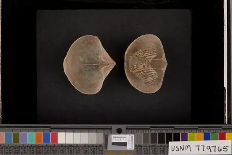 Dokumentasi USNM PAL779765 dengan identifikasi pada sumber Spiriferina rostrata. Isi dan label gambar dipertahankan.