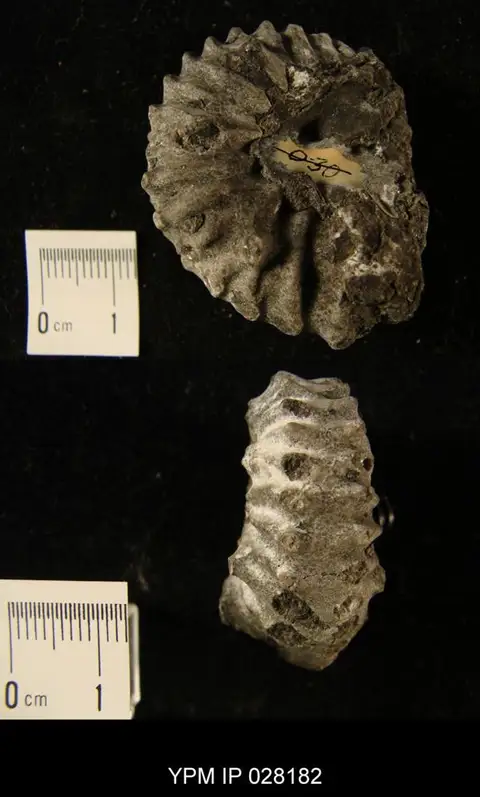 Dokumentasi YPM IP 028182 dengan identifikasi pada sumber Nevadites humboldtensis. Isi dan label gambar dipertahankan.