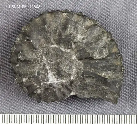 Dokumentasi USNM PAL73808 dengan identifikasi pada sumber Nevadites hyatti. Isi dan label gambar dipertahankan.