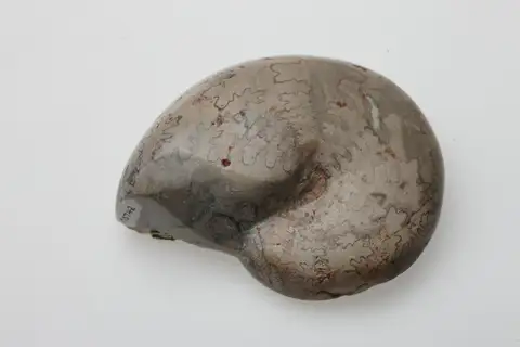 Dokumentasi P 10742 dengan identifikasi pada sumber Cladiscites tornatus. Isi dan label gambar dipertahankan.