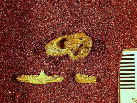 Dokumentasi USNM V20667 dengan identifikasi pada sumber Paradipsosaurus mexicanus. Isi dan label gambar dipertahankan.