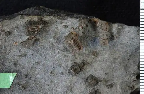 Dokumentasi USNM PAL31185 dengan identifikasi pada sumber Isocrinus californicus. Isi dan label gambar dipertahankan.