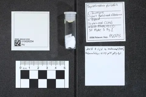 Dokumentasi PV P 65693 dengan identifikasi pada sumber Synechodus plicatus. Isi dan label gambar dipertahankan.