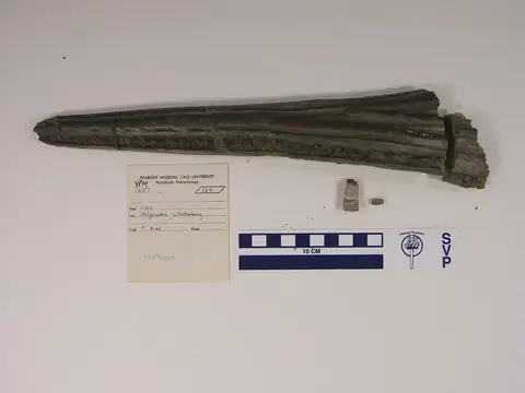 Dokumentasi YPM VP 001657 dengan identifikasi pada sumber Ichthyosaurus triscissus. Isi dan label gambar dipertahankan.