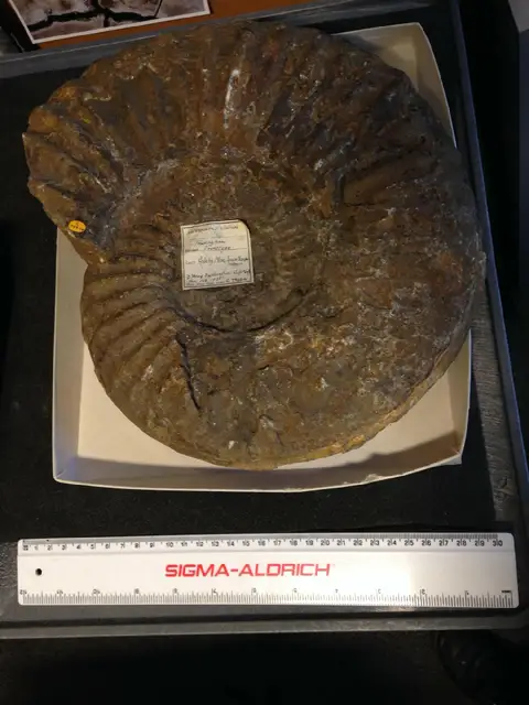 Dokumentasi PI C 79644 dengan identifikasi pada sumber Asteroceras stellare. Isi dan label gambar dipertahankan.