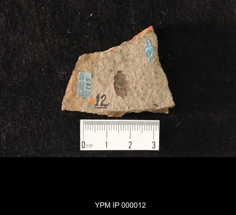 Dokumentasi YPM IP 000012 dengan identifikasi pada sumber Peltis laminata. Isi dan label gambar dipertahankan.