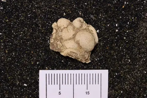 Dokumentasi YPM IP 257139 dengan identifikasi pada sumber Leiospongia verrucosa. Isi dan label gambar dipertahankan.