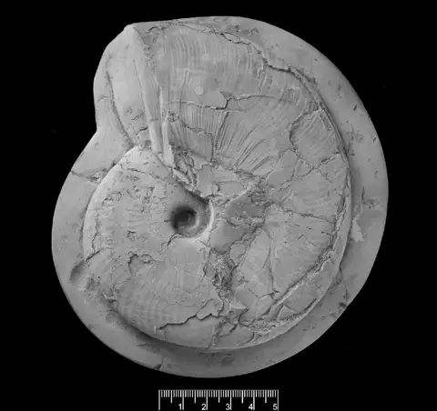 Dokumentasi PI C 2205 dengan identifikasi pada sumber Tragophylloceras loscombi. Isi dan label gambar dipertahankan.