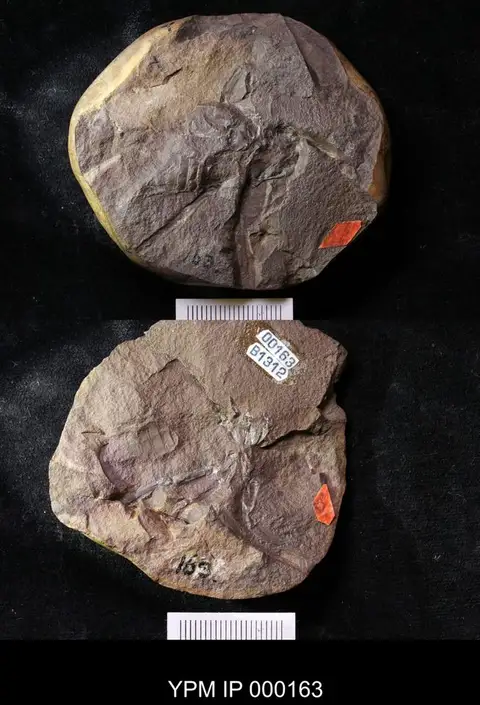 Dokumentasi YPM IP 000163 dengan identifikasi pada sumber Arthrolycosa antiqua. Isi dan label gambar dipertahankan.