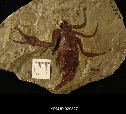 Dokumentasi YPM IP 029827 dengan identifikasi pada sumber Cyclophthalmus senior. Isi dan label gambar dipertahankan.