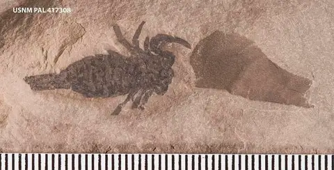 Dokumentasi USNM PAL417308 dengan identifikasi pada sumber Archaeophonus eurypteroides. Isi dan label gambar dipertahankan.