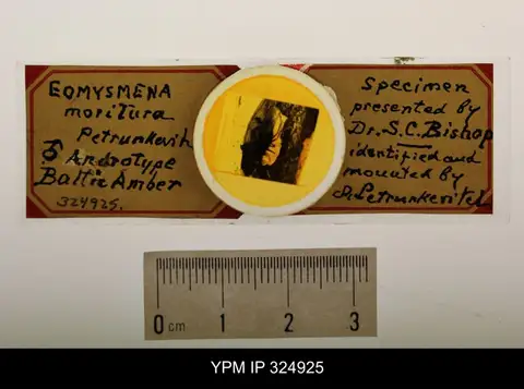 Dokumentasi YPM IP 324925 dengan identifikasi pada sumber Eomysmena moritura. Isi dan label gambar dipertahankan.