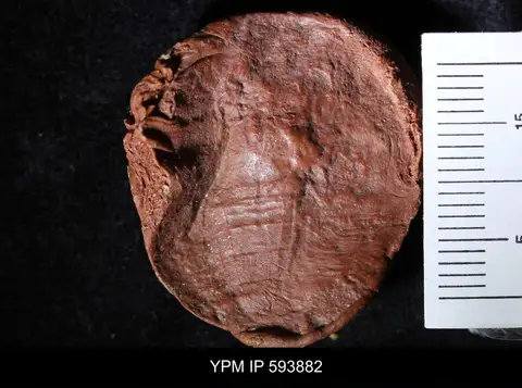 Dokumentasi YPM IP 593882 dengan identifikasi pada sumber Goniotarbus tuberculatus. Isi dan label gambar dipertahankan.
