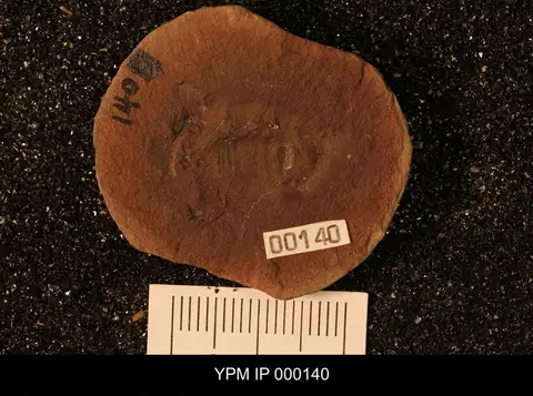 Dokumentasi YPM IP 000140 dengan identifikasi pada sumber Palaeopisthacanthus schucherti. Isi dan label gambar dipertahankan.