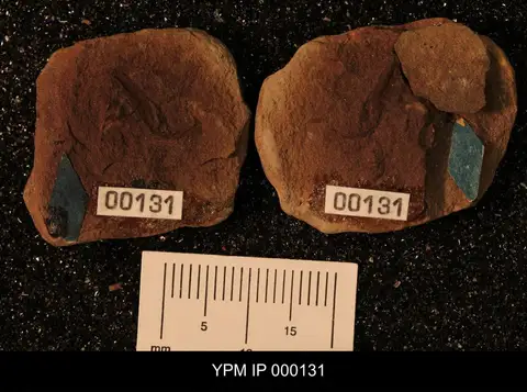 Dokumentasi YPM IP 000131 dengan identifikasi pada sumber Eoctonus miniatus. Isi dan label gambar dipertahankan.