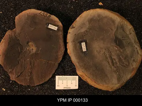 Dokumentasi YPM IP 000133 dengan identifikasi pada sumber Palaeobuthus distinctus. Isi dan label gambar dipertahankan.