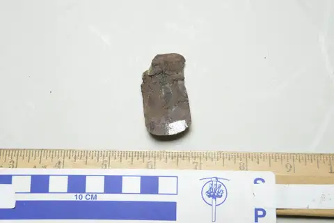 Dokumentasi YPM IP 000147 dengan identifikasi pada sumber Geralinura carbonaria. Isi dan label gambar dipertahankan.