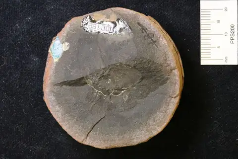 Dokumentasi YPM IP 000182 dengan identifikasi pada sumber Metatarbus triangularis. Isi dan label gambar dipertahankan.