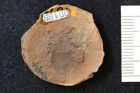 Dokumentasi YPM IP 000189 dengan identifikasi pada sumber Architarbus minor. Isi dan label gambar dipertahankan.