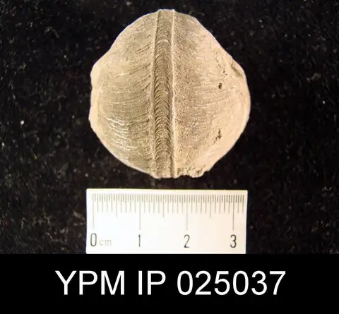 Dokumentasi YPM IP 025037 dengan identifikasi pada sumber Bellerophon bicarenus. Isi dan label gambar dipertahankan.