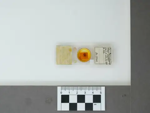 Dokumentasi PI IN 17845 dengan identifikasi pada sumber Acrometa cristata. Isi dan label gambar dipertahankan.