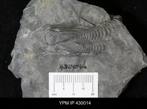 Dokumentasi YPM IP 430014 dengan identifikasi pada sumber Orthonota undulata. Isi dan label gambar dipertahankan.