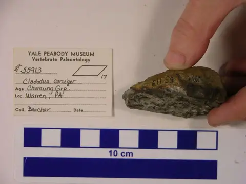 Dokumentasi YPM VP 055913 dengan identifikasi pada sumber Cladodus coniger. Isi dan label gambar dipertahankan.